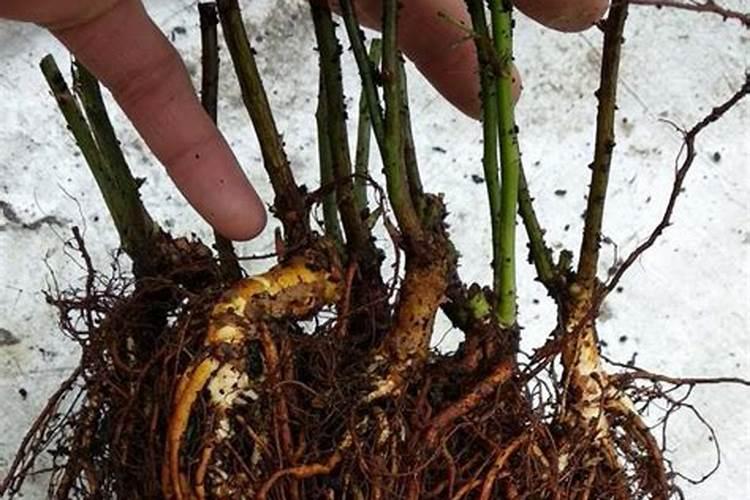 蔷薇花什么时候移栽好 蔷薇实生根多久移栽