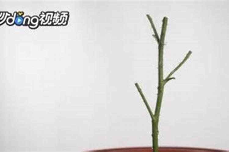 蔷薇如何生根