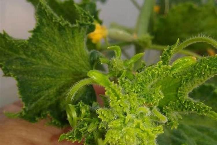 种花生的复合肥氮磷钾可用作水稻基肥及追肥吗？