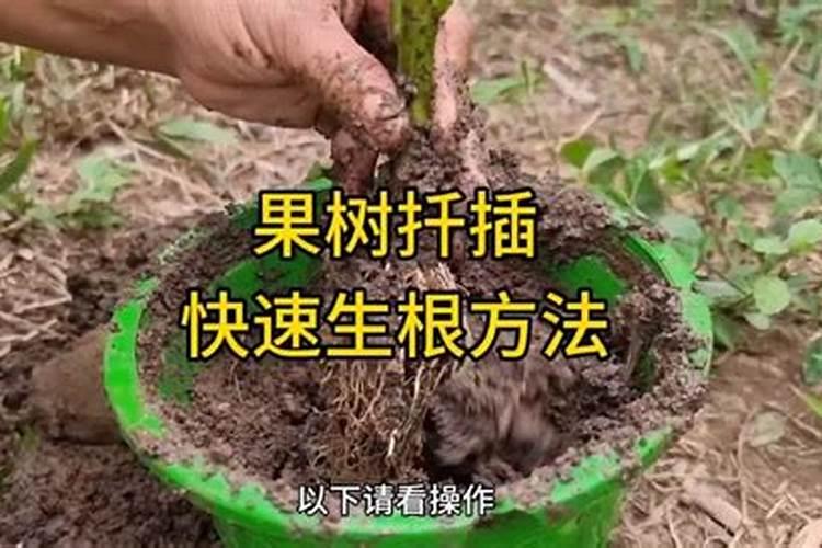 移栽果树苗可用abt生根剂吗!