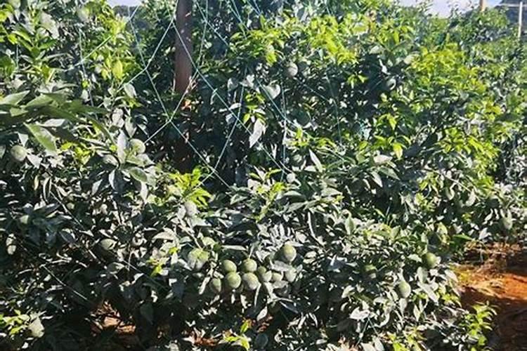 柑橘移植后怎么管理？柑橘树施什么肥好？