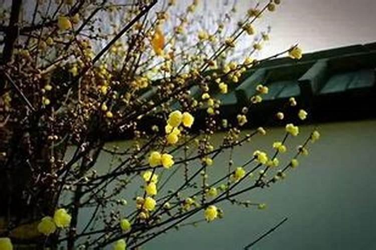 核桃树开花吗,种几年开花结果