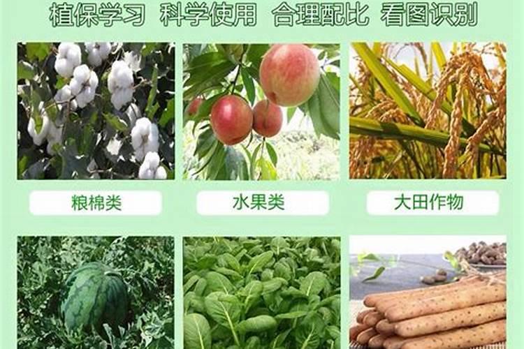 果苗施什么肥长得快