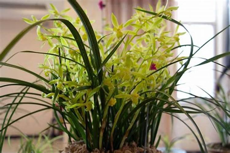 怎么让兰花抽花箭开花苞