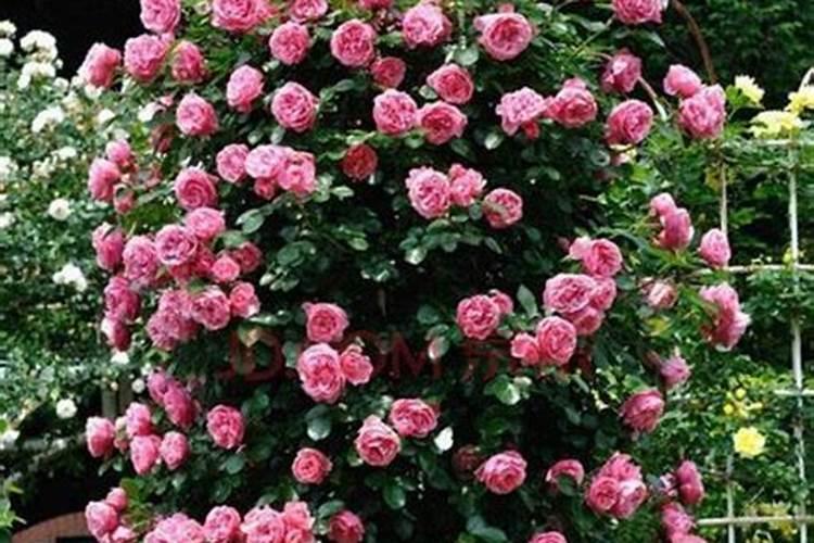 月季花摘芽后如何正确施肥