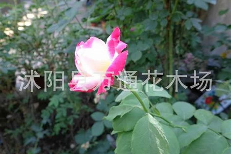 打完叶面肥第二天就中耕可以施肥吗