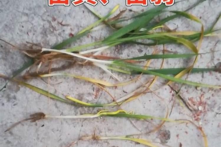 秧苗发黄怎么办