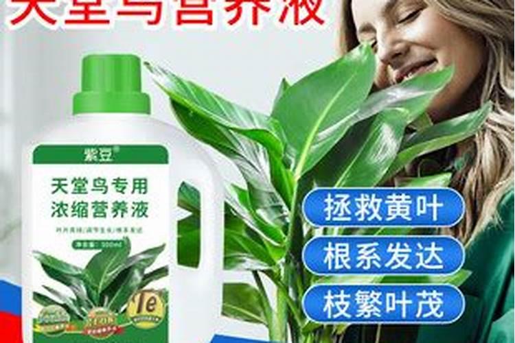 天堂鸟开裂的叶子修复