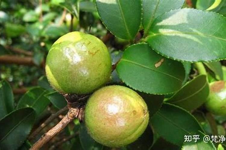 油茶树用什么肥料比较好