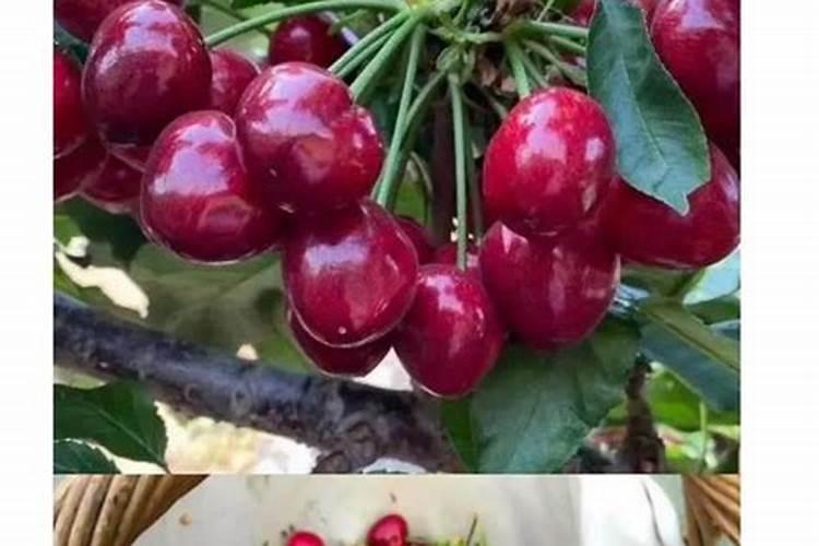 叶片发黄应该施什么肥
