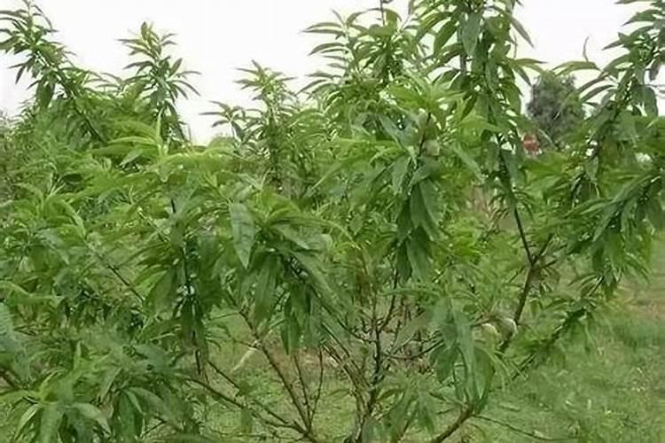 桃树施肥技术要点谈农作物的平衡施肥技术