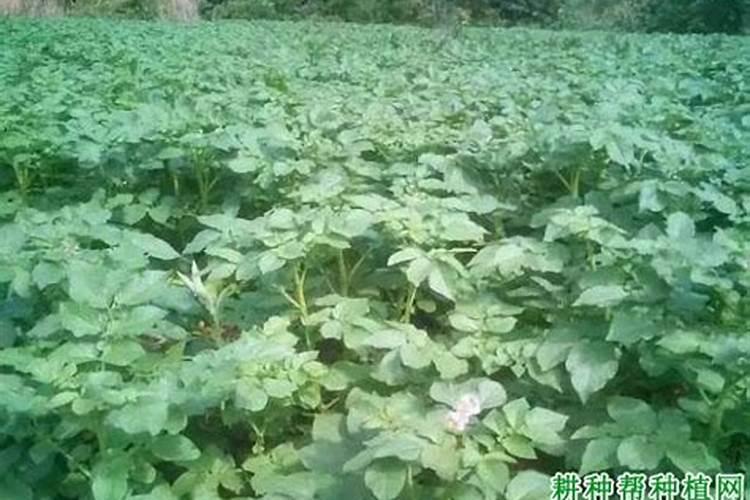 芸苔素使用有什么禁忌 如何合理使用
