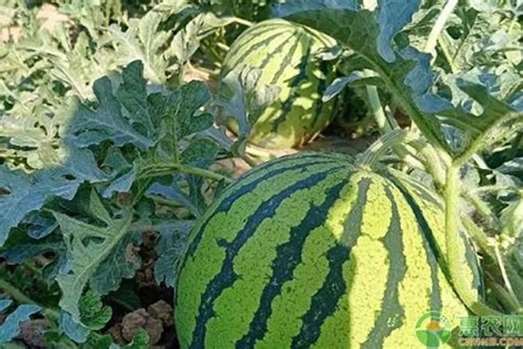 红四方肥料怎么样