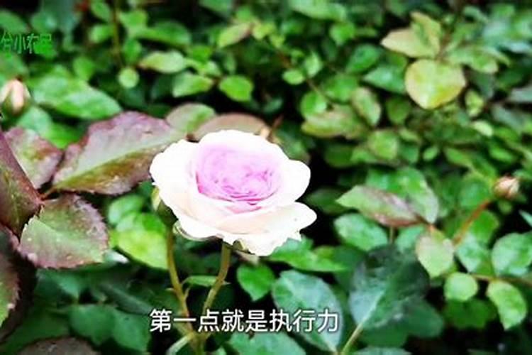 怎么让茉莉花快速发芽？