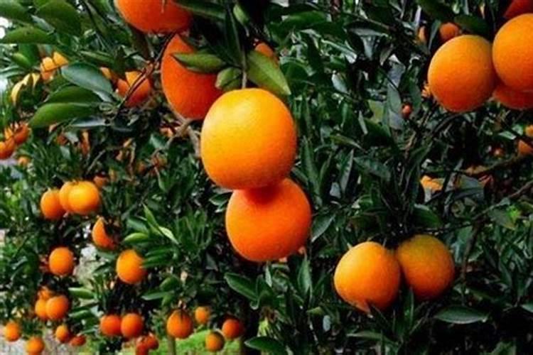 脐橙复合肥施肥方法