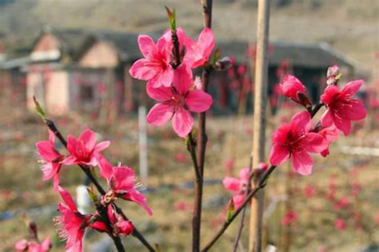 桃树追什么肥料桃树追肥时期在什么时候