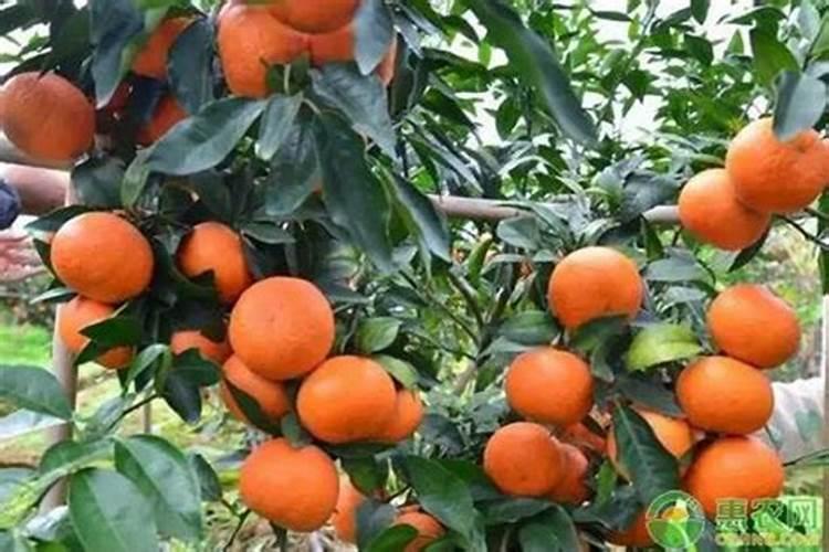 生根剂水溶肥叶面喷施效果会好吗