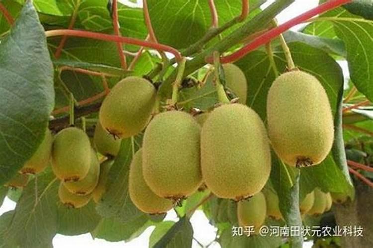 使用生物有机肥有什么好处