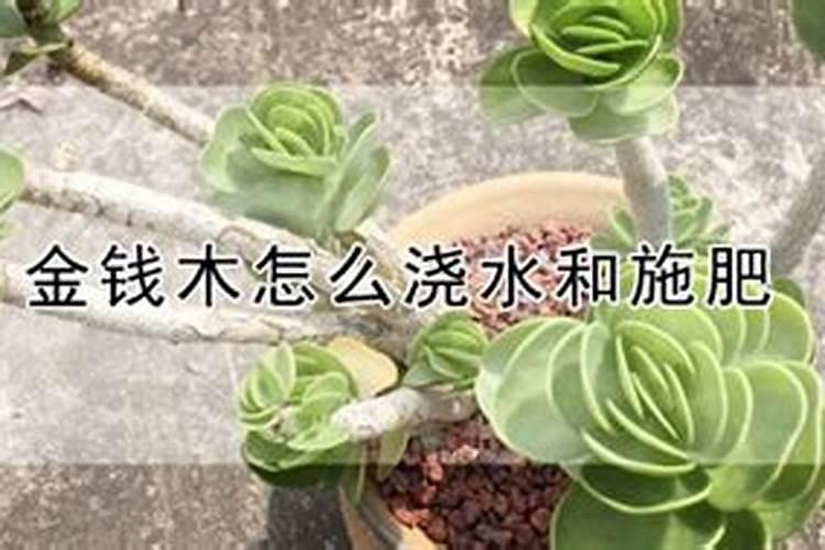 多肉金钱木叶子越来越少