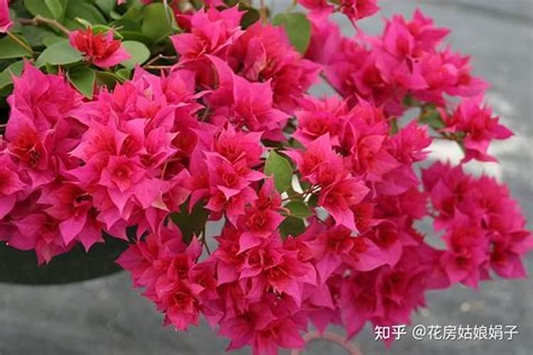 月季花夏季施什么肥好