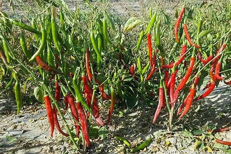 空心菜用什么肥料最好