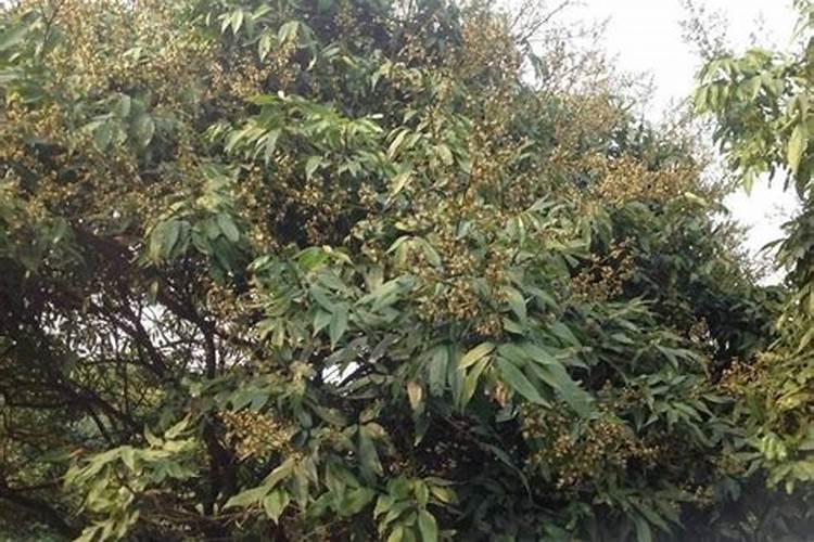 荔枝专用叶面肥什么好？