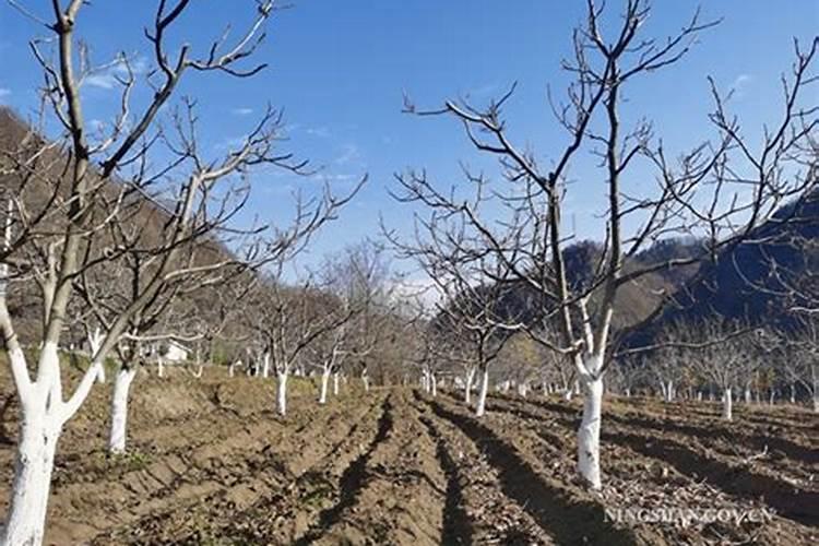 玉米水涝发黄喷什么叶面肥