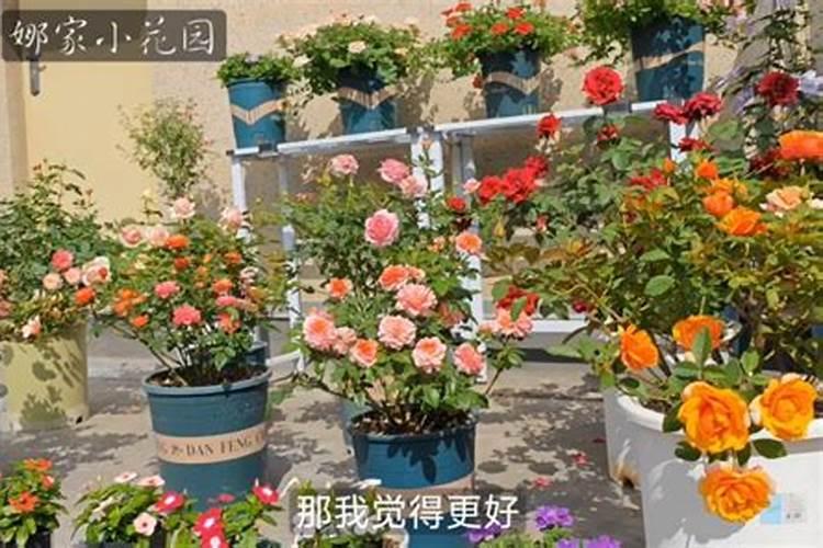 金桂花如何养殖