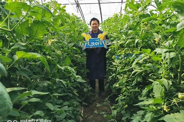 荔枝树施什么肥