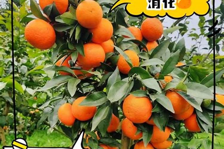 沃柑用什么肥最旺盛
