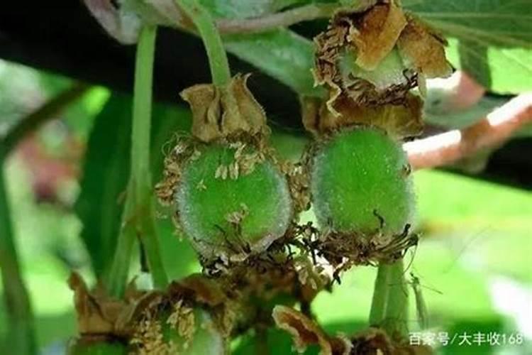 种植西瓜使用水溶肥可以吗？