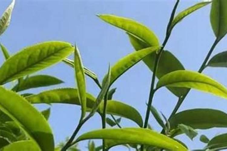茶树用什么肥料长得快