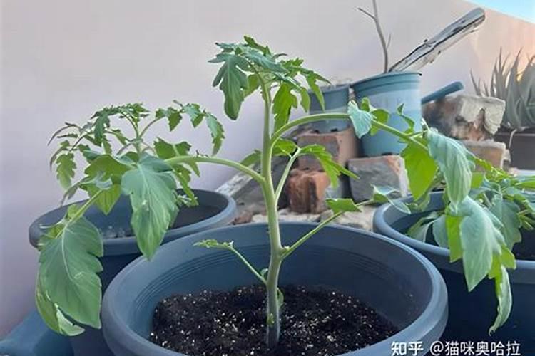 什么是黄腐酸钾？