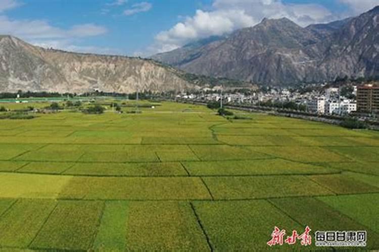 西北的玉米现在需要种什么肥料？