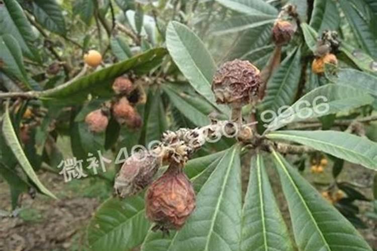 枇杷树施什么肥料最好结果,枇杷树施什么肥料最好