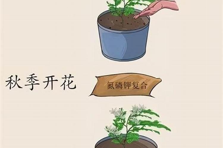 文竹怎么施肥,文竹施什么肥料好/氮肥为主