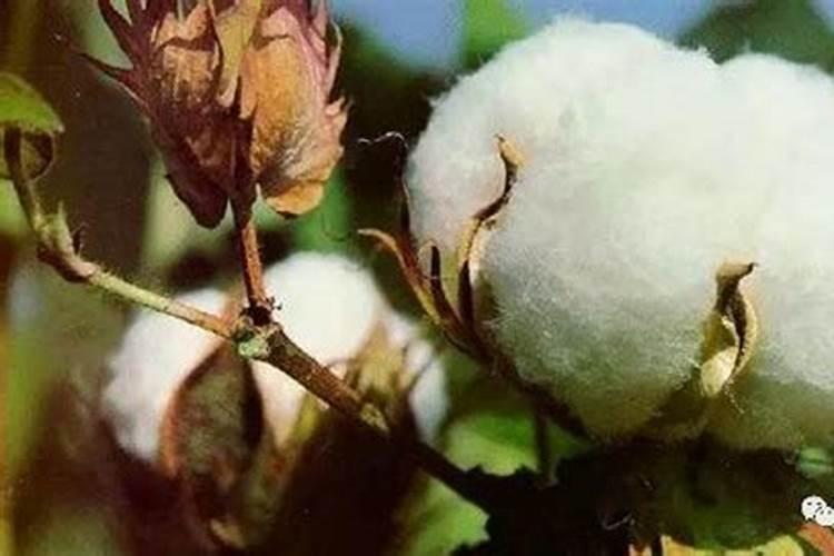 史可丰复合肥多少钱一吨？