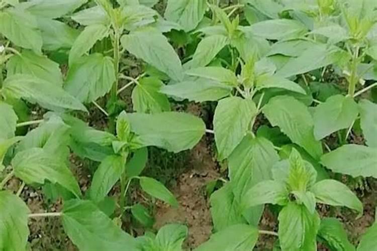 芝麻追肥用什么肥料 什么时间施更合适