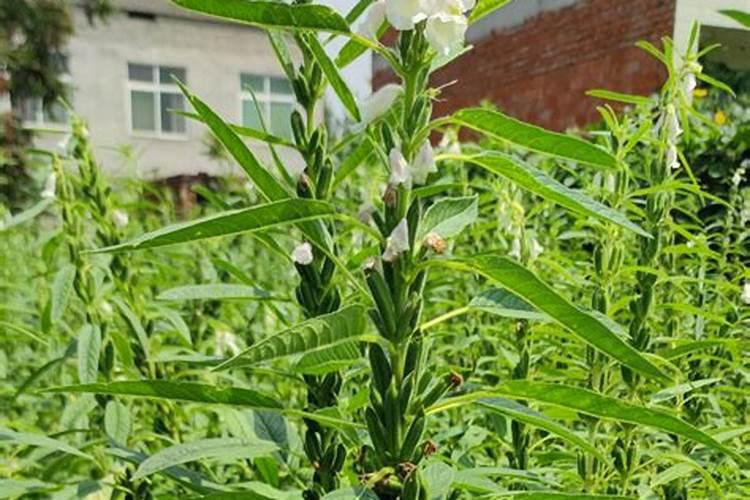 种芝麻用什么肥料