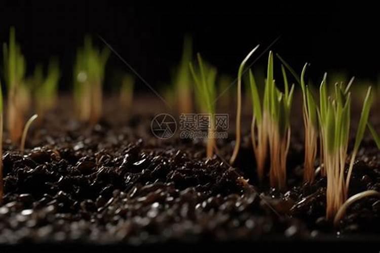 芸苔素能不能和食用醋混合