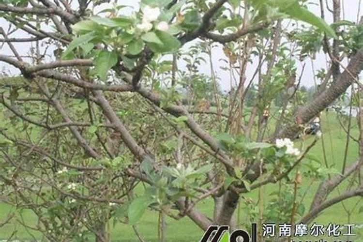 阳台种无花果怎样施肥