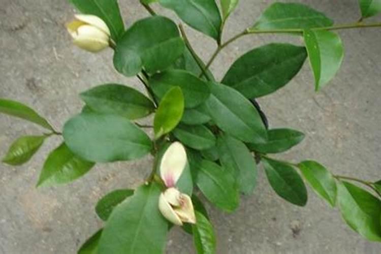含笑花怎么养开花多,4个步骤使其枝条开满花