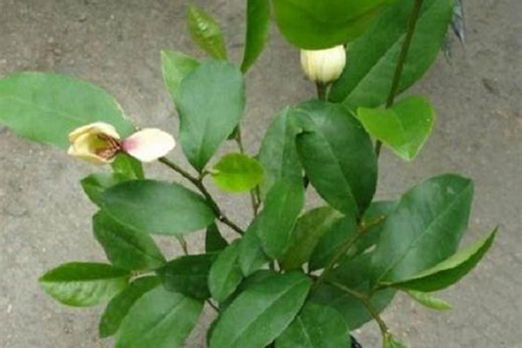 适合室内养的花有哪些？