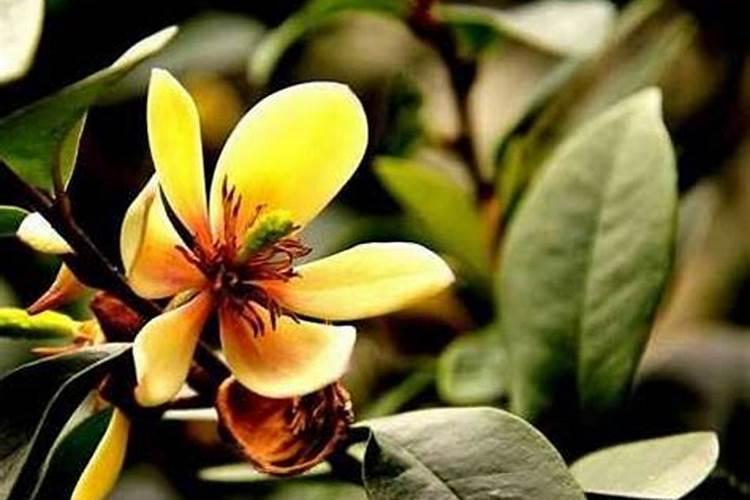 含笑花怎么养护