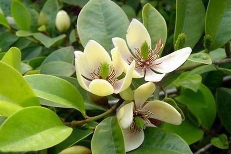 含笑花施什么肥最好