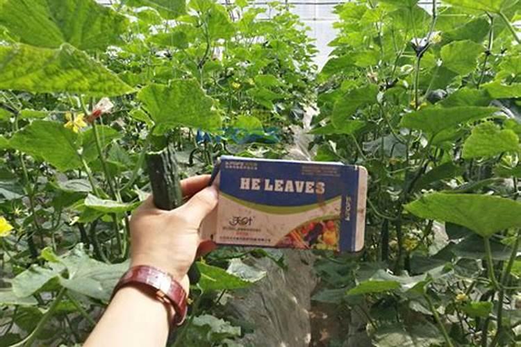 黄瓜苗还没有成熟的时候,可以喷磷酸二氢钾吗？