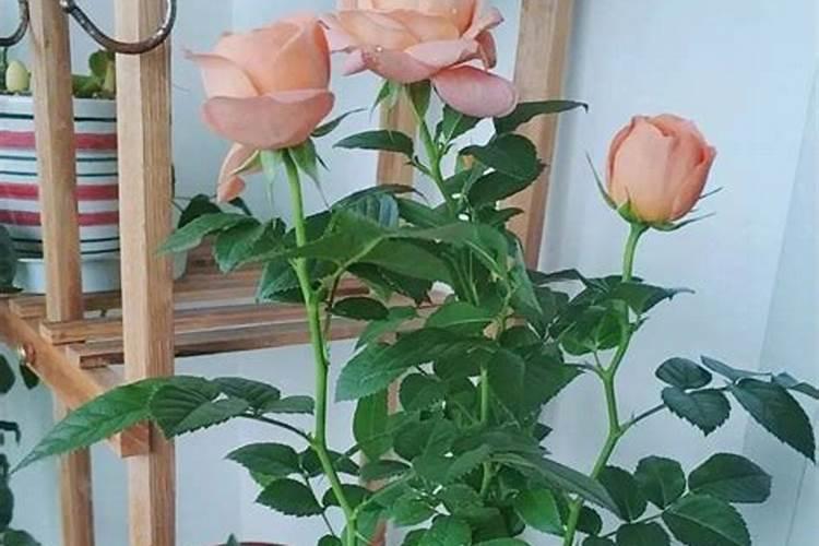 花多多肥料怎么用