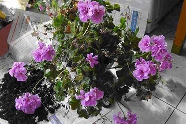 兰花最实用的肥料小妙招(兰花如何施肥管理才能开花)