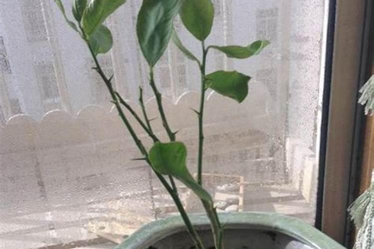 在养花时如何使用磷肥