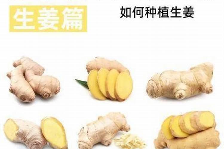 种植生姜用什么肥料最好？